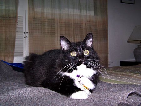 Eddie_Lying_Down
