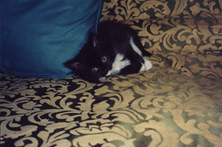 Kitty Sleeping