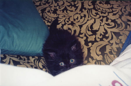 Kitty looking up