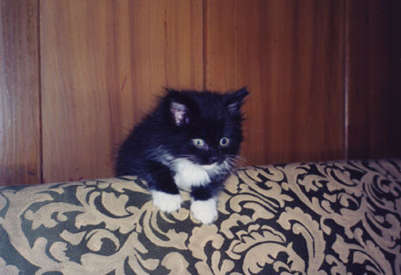 Kitty on back of couch