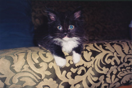 kitty on couch