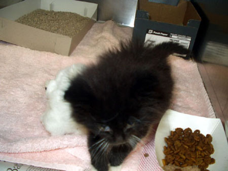 kitty1