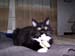 Eddie_Lying_Down