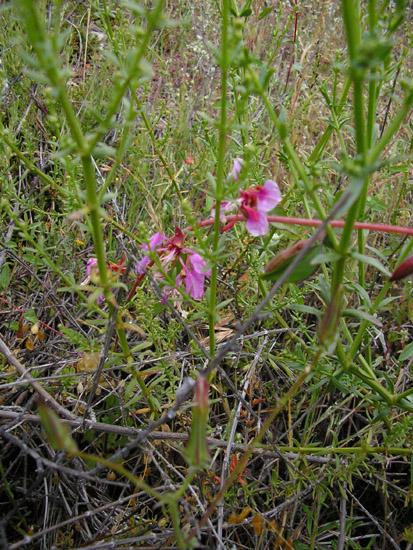 P4090094